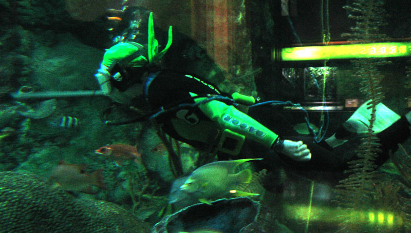 Diver in the Caribbean tank, Shedd Aquarium
