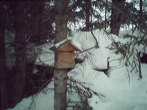Mailbox among the forest