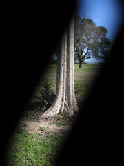 Tree Column