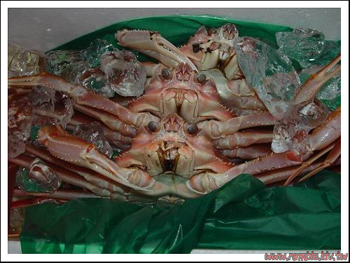 crab001