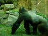 Bronx Zoo - Congo Gorilla Forest