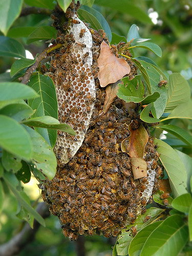 Fallen-Hive