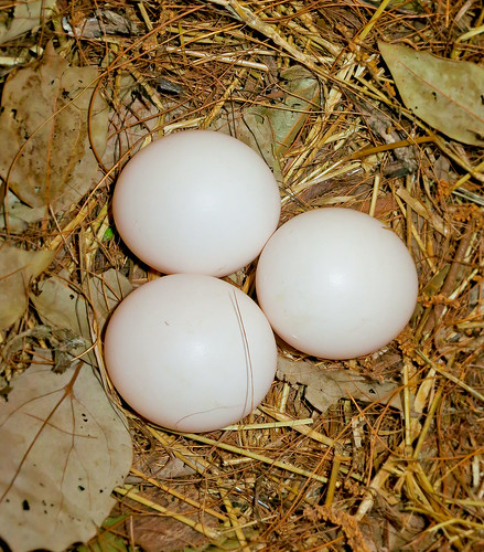 Three Eastern Screech Owl Eggs