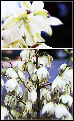 Day 154...2008...Yucca Flowers...