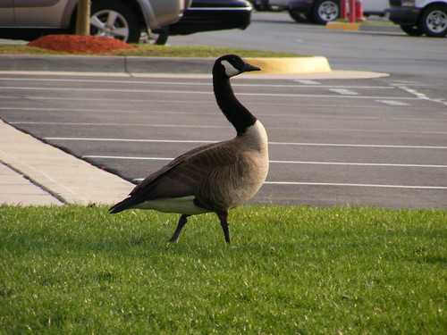 Urban Goose