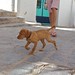 Ibiza - old city dog lighthouse harbor may ibiza 2