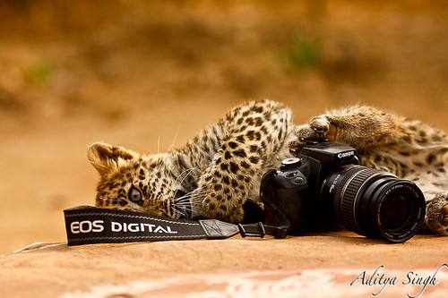 Canon as wildlife sees it - 3