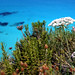 Formentera - Flowers at the cliffs