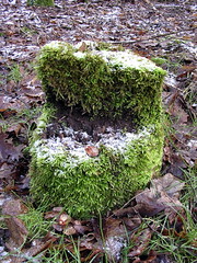 Green chair