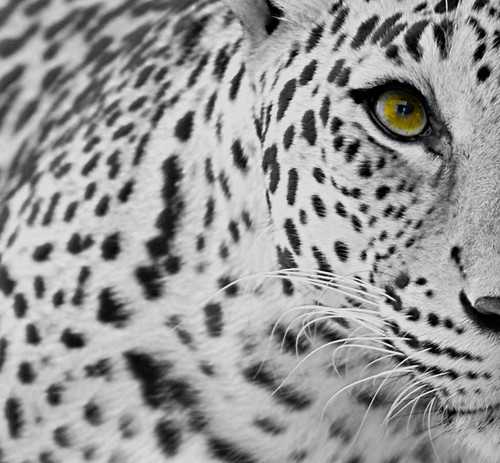 edshead tattoo supplies. jaguar animal cub. jaguar.