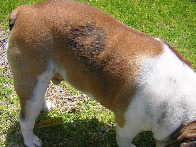 Alopecia In Dogs. seasonal alopecia in dogs