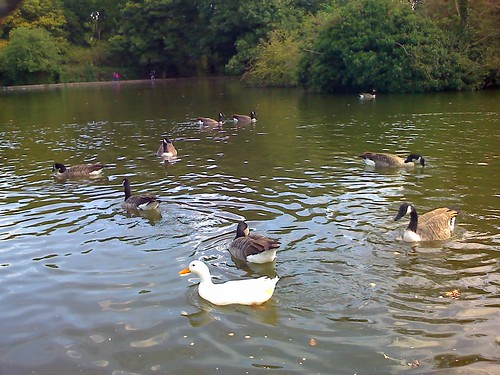 Ducks in Abington Park in Northampton
