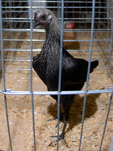 Inverness Poultry Show January 26, 2008