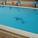 Ibiza - Tha Pool