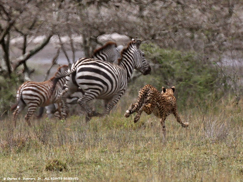 Cheetah Eating Zebra
