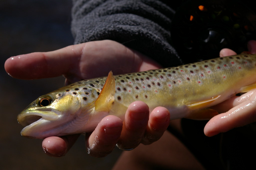 A beautiful 12-inch 'Secret Creek' brown trout