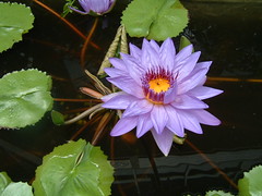 buddha flower