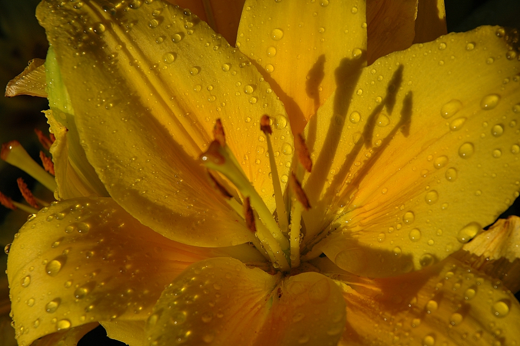 lily watered
