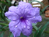 Purple Flower3