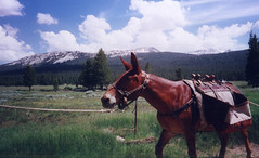 Yosemite Donkey