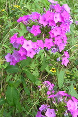 Lavender Wild Flowers