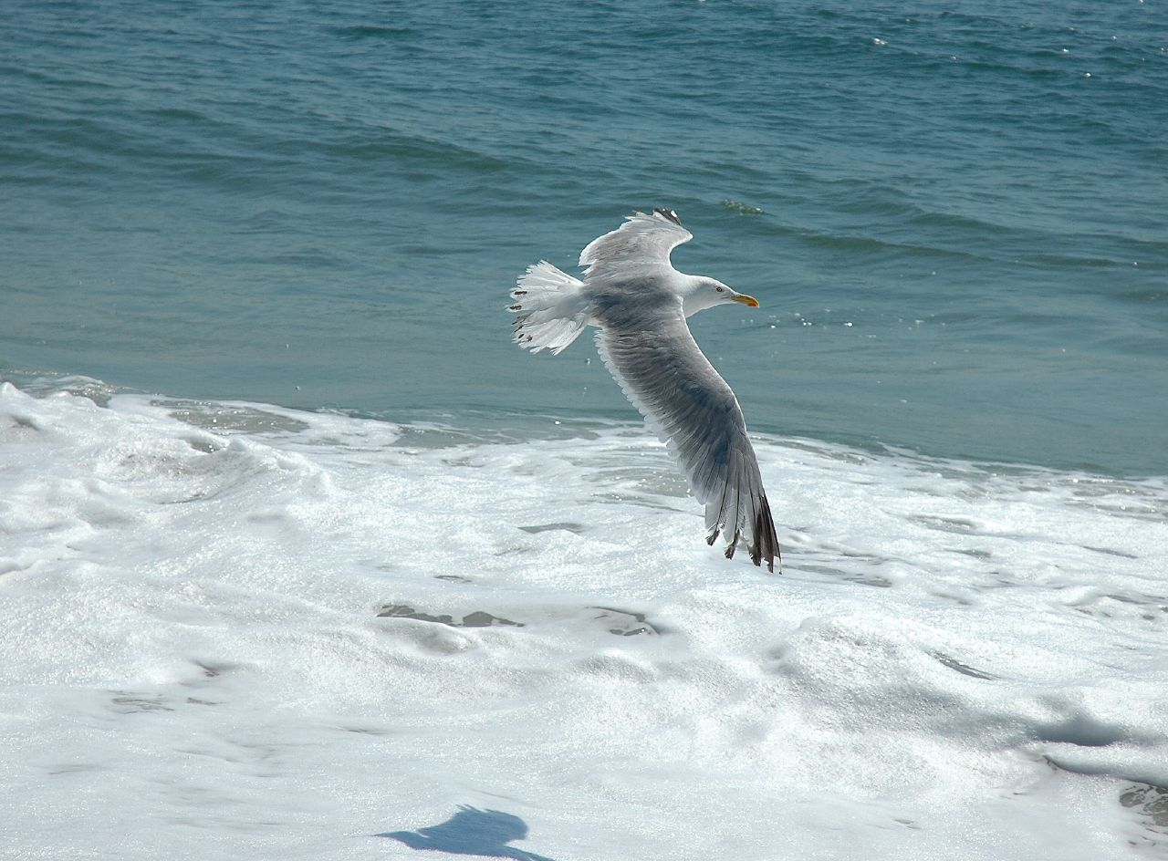 American Herring Gull of Long Island