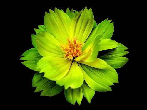 Stylized yellow flower