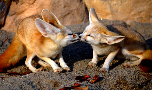Kissing fennec fox
