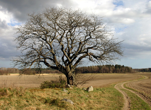 That Old Tree (Thunder Road) (by Steffe)