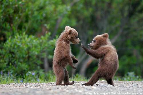 bear-cubs