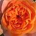 Heirloom Rose 1 by mollystevens