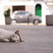 Ibiza - Sleeping Cat