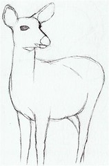 Deer sketch