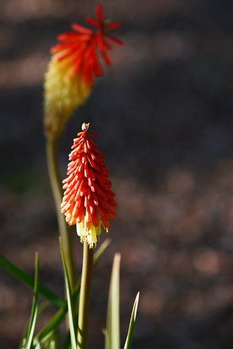 Day 147...2008...Kniphofia (Tritoma, Red hot poker, Torch lily, Poker plant)