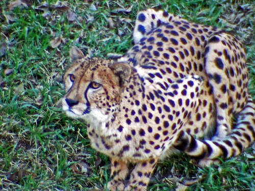 Attentive Cheetah (by enlighten-up)