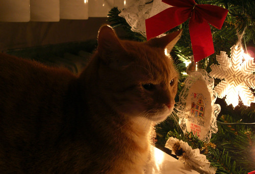 Spencer by the Christmas Tree