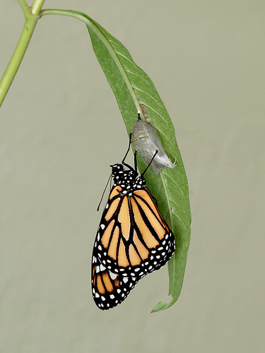 Monarch-out-a-little