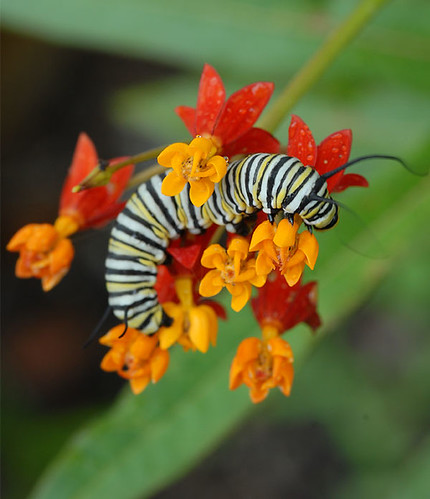 Monarch Caterpillar on Milkweed Blossom