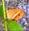Okinawan Moth