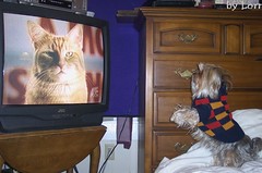 A dog watching a cat on TV
