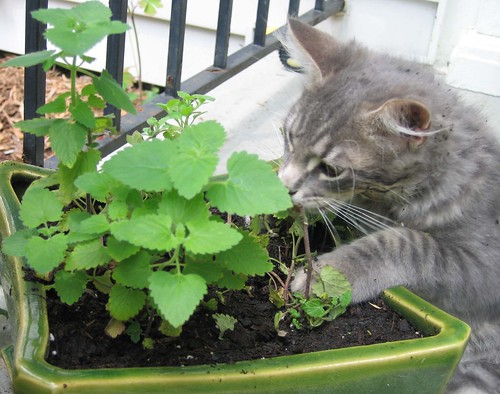 However, I do grow cat crops – not cash crops, but cat crops.