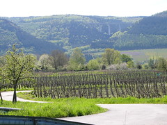 20040424d Moselle Valley, Germany