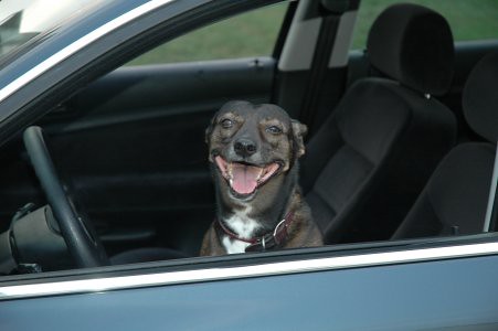 Penny the Driving Dog
