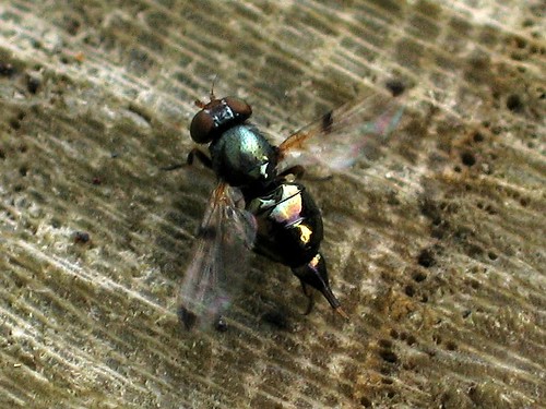 Some sort of Picture Wing Fly