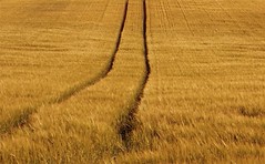 Tracks in Wheat