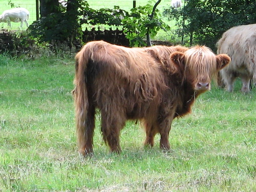 highland_cow