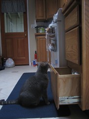 sassy opening drawers looking for food...