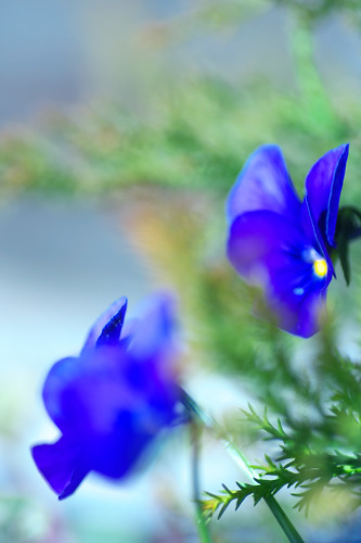 Viola*blue