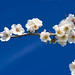 Ibiza - Almond blossom Ibiza