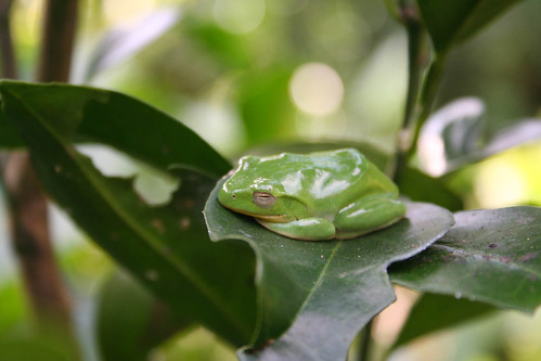 所以樹蛙才能安安穩穩的睡呢！